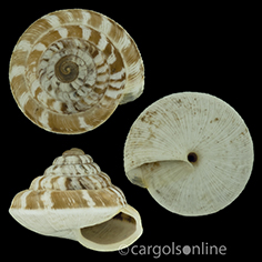 IMG_detallada/Trochoidea trochoides.jpg